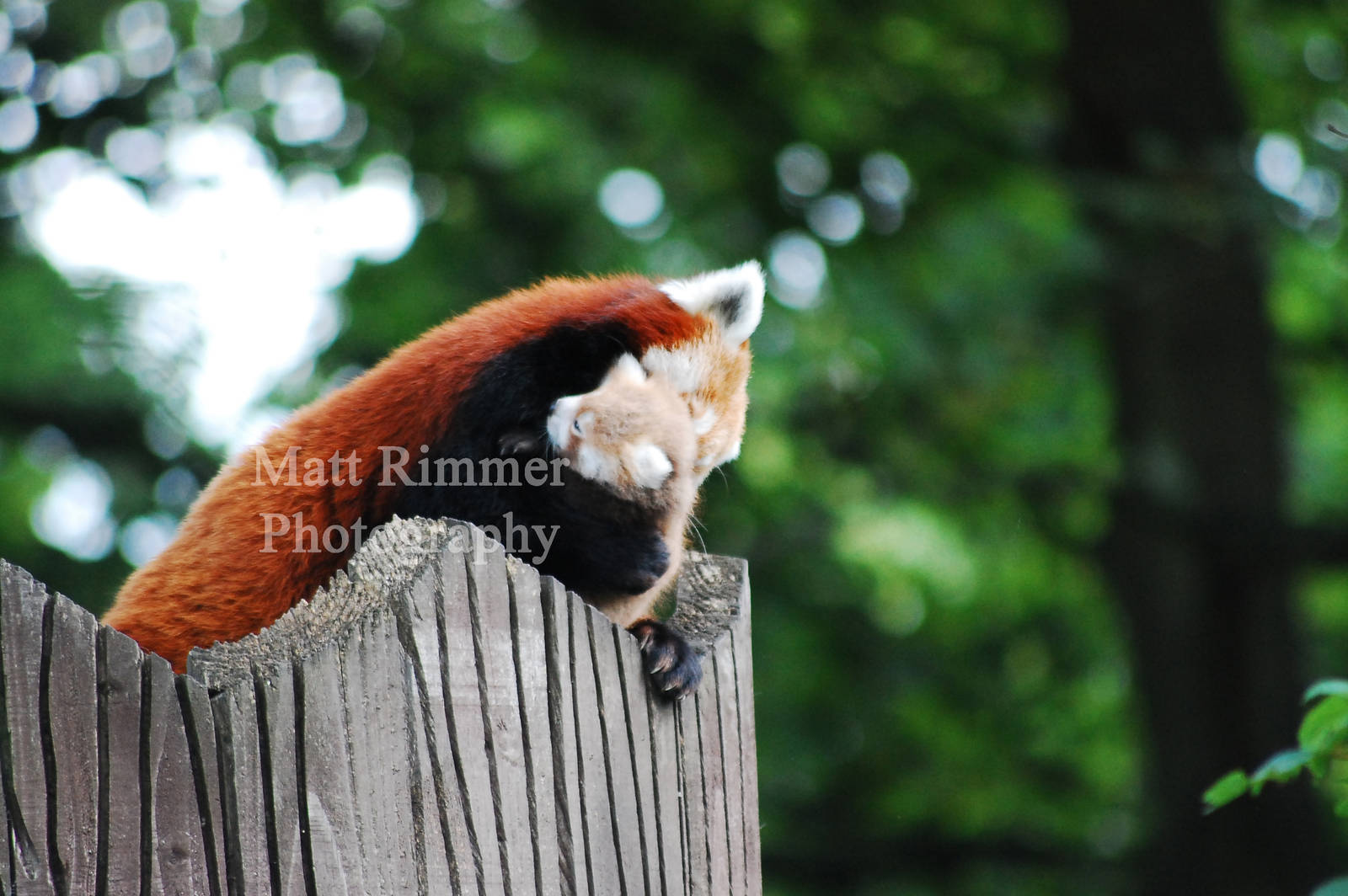 Baby red Panda hugging mum