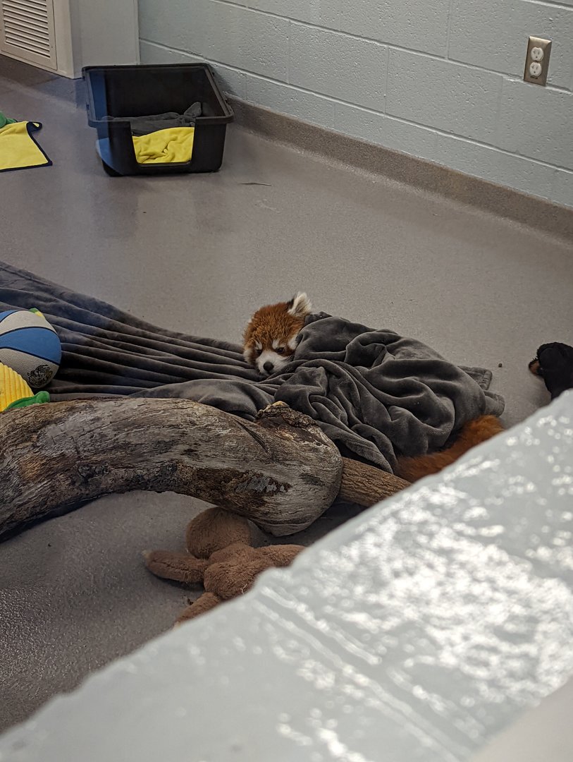 Baby Red Panda "Ravi"