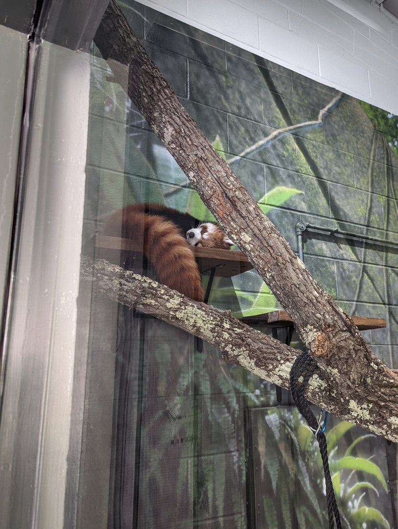 Baby Red Panda "Ravi"