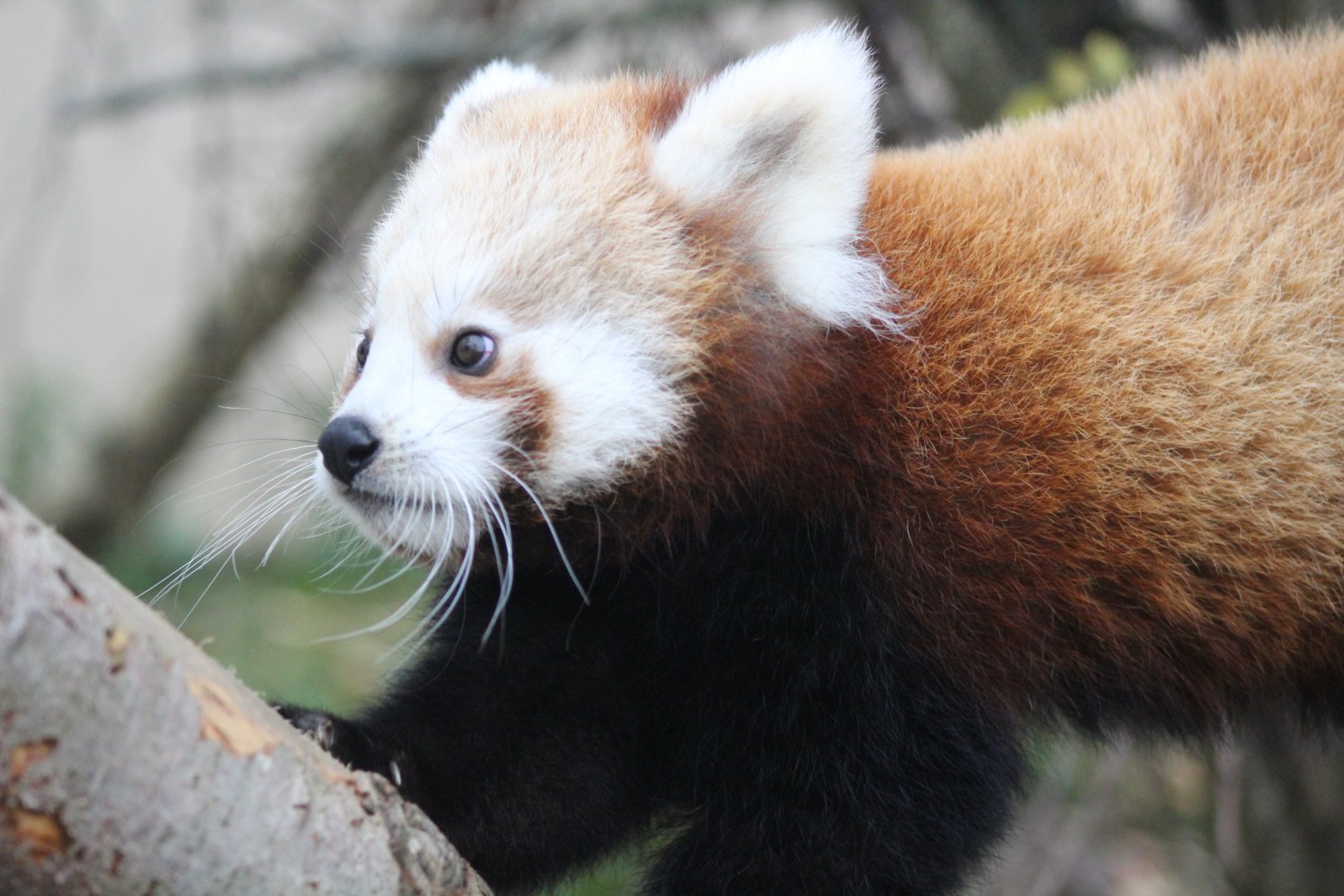 Baby Red Panda