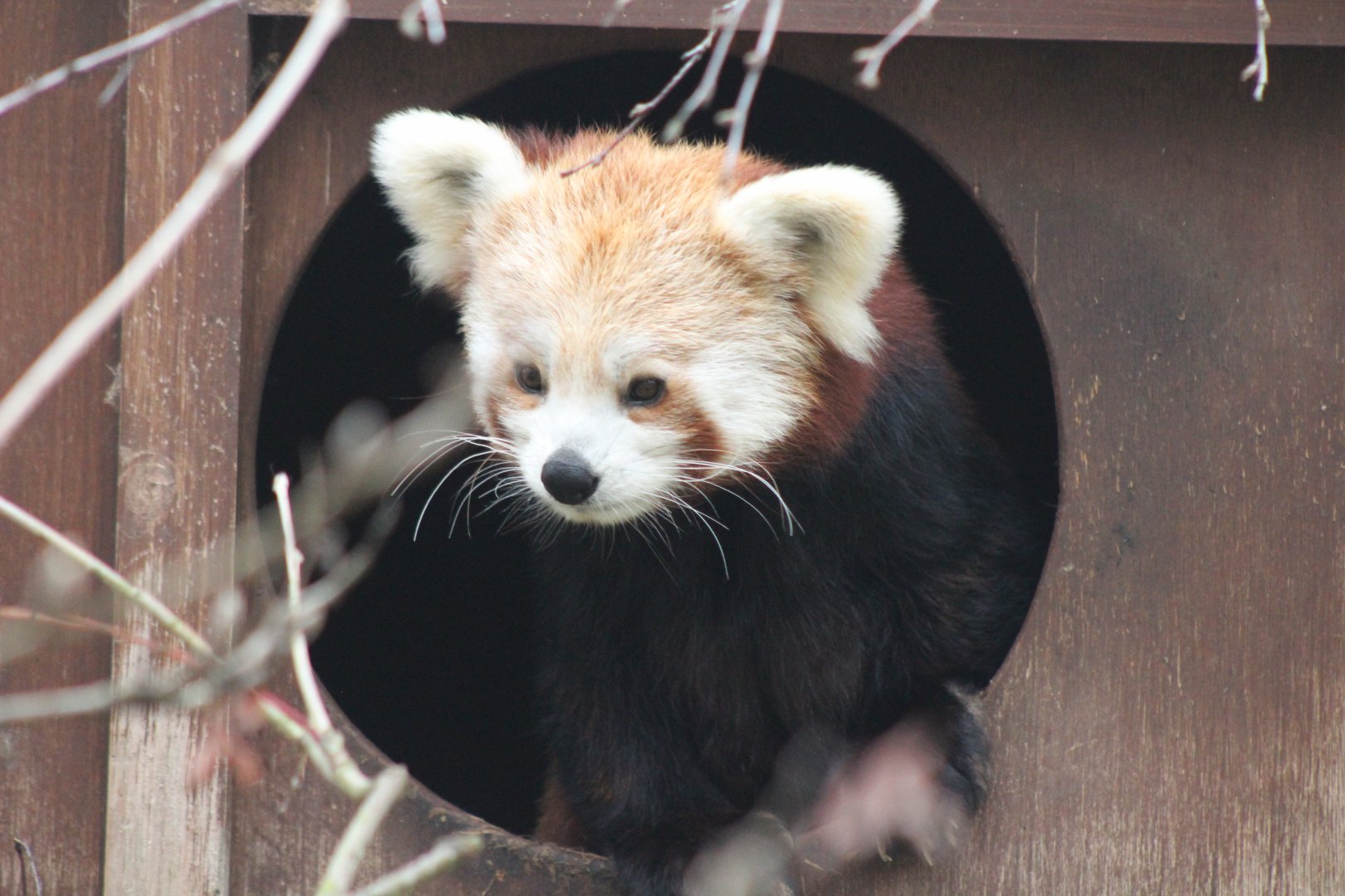 Baby Red Panda
