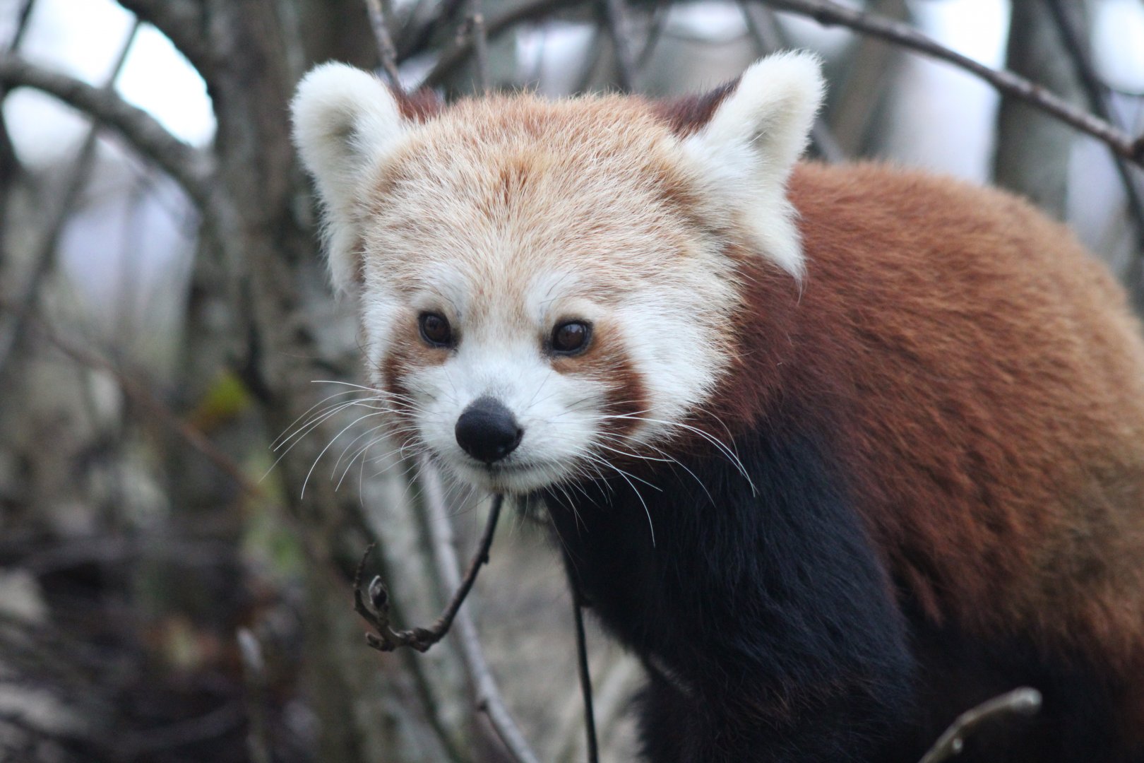 Baby Red Panda