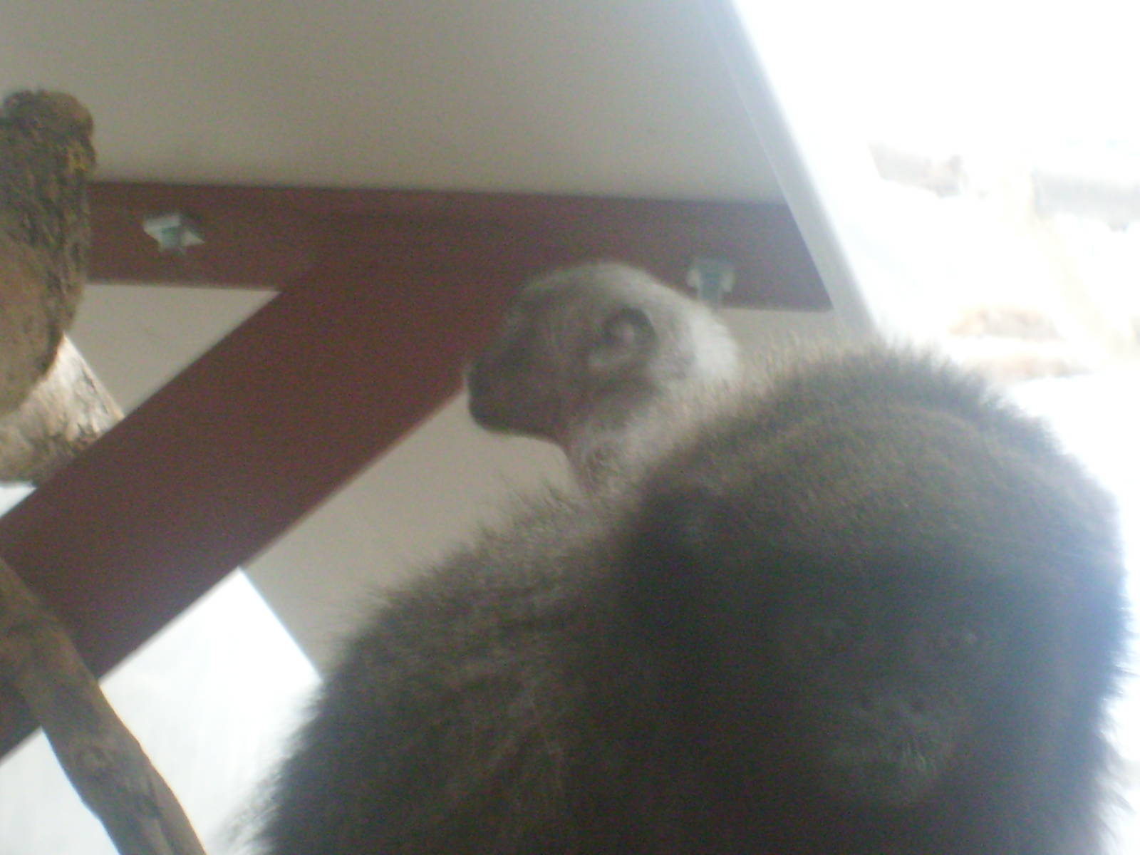 Baby Red Titi Monkey - 15/7/09