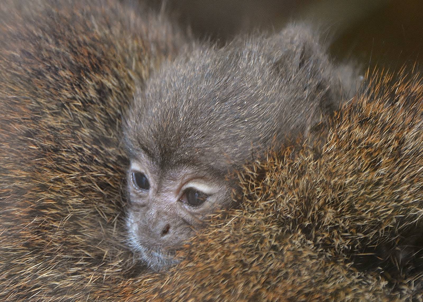 Baby Red Titi
