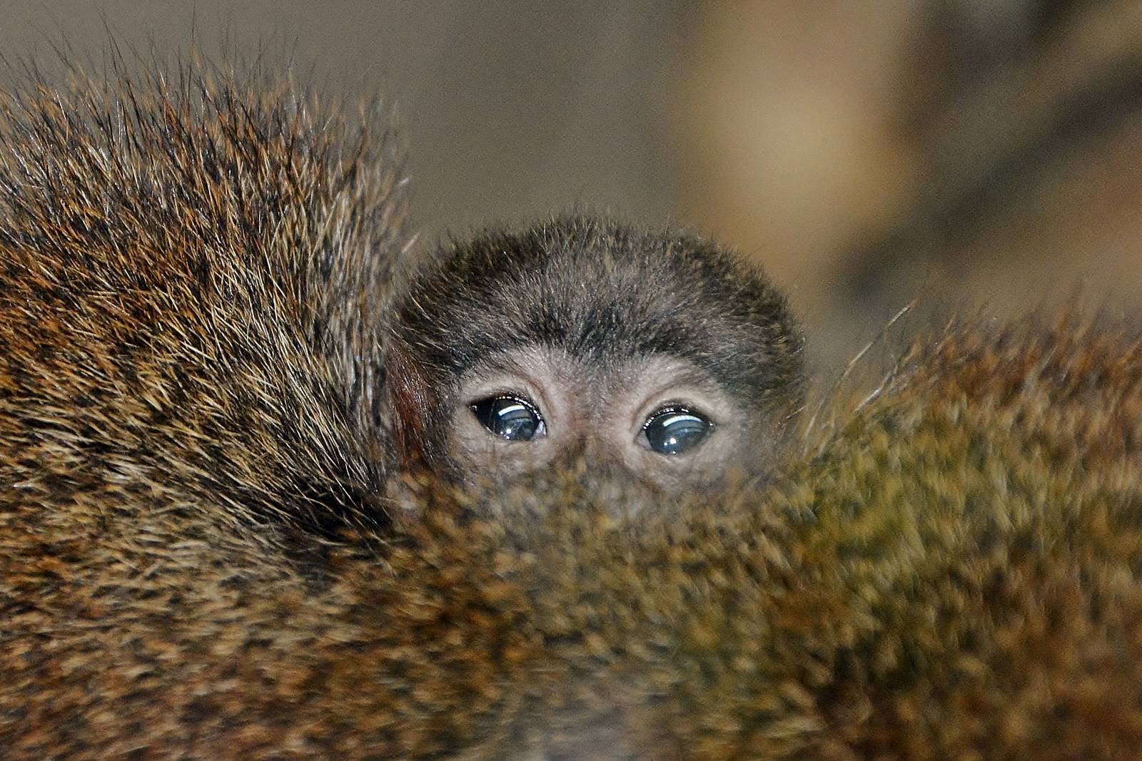 Baby Red Titi