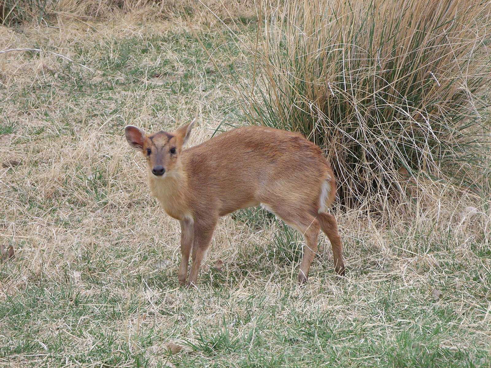 Baby Reeves Muntjac