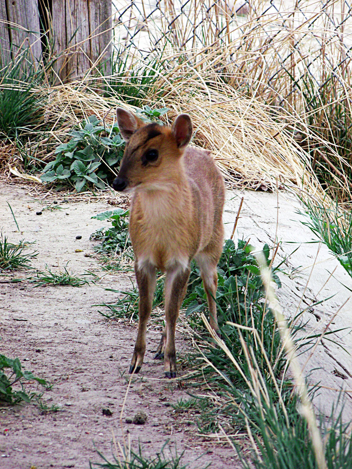 Baby Reeves Muntjac