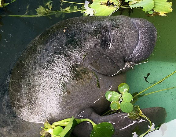 Baby rescue manatee