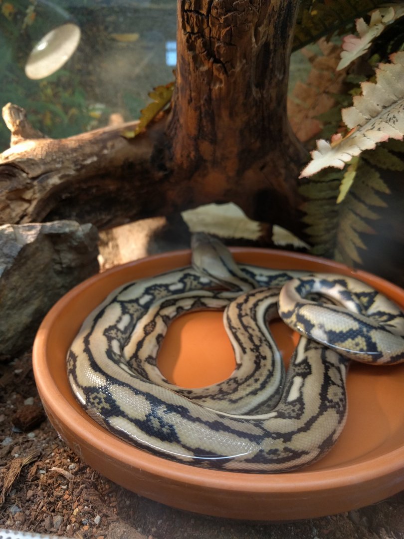 Baby Reticulated Python