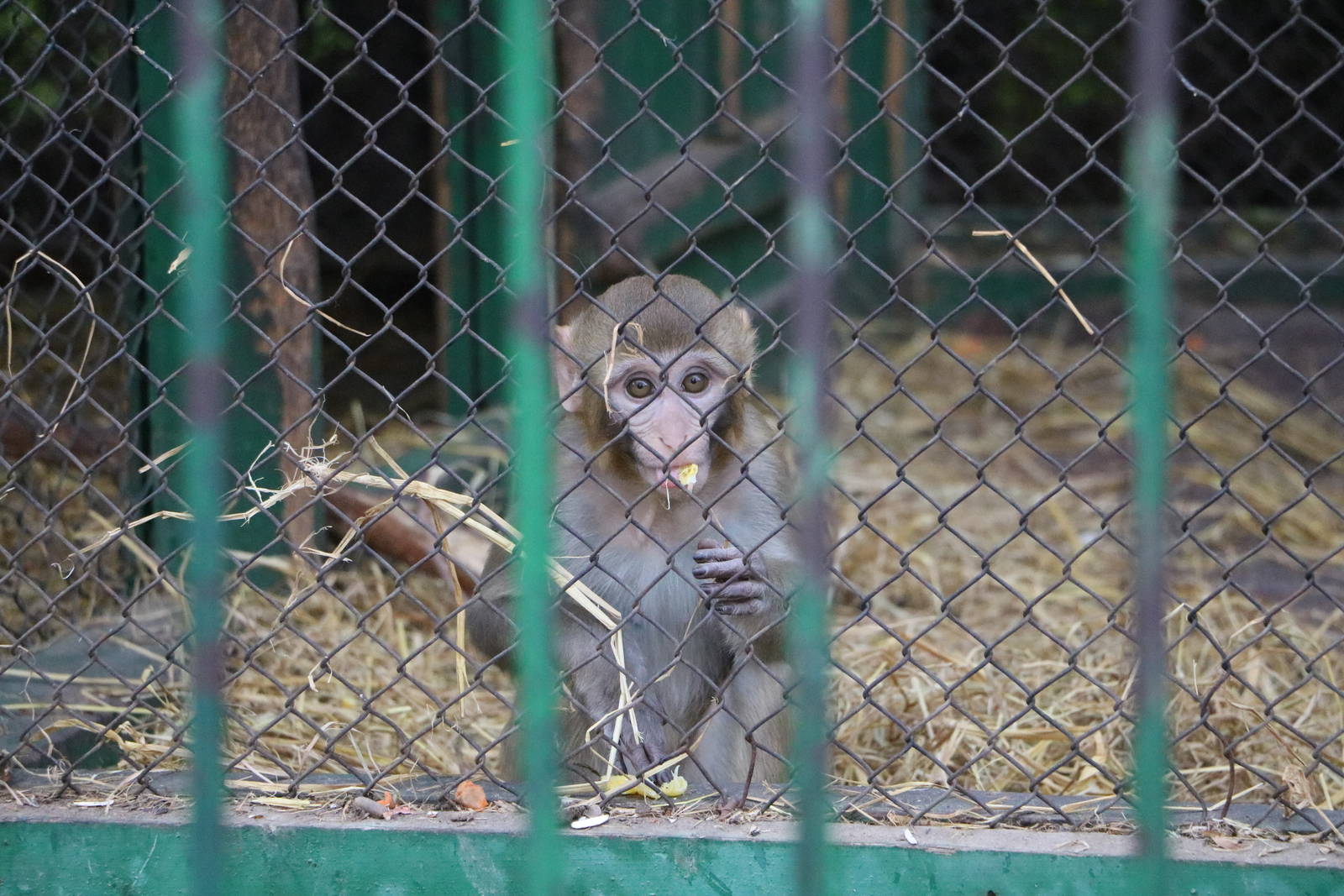 Baby rhesus monkey, February 2016