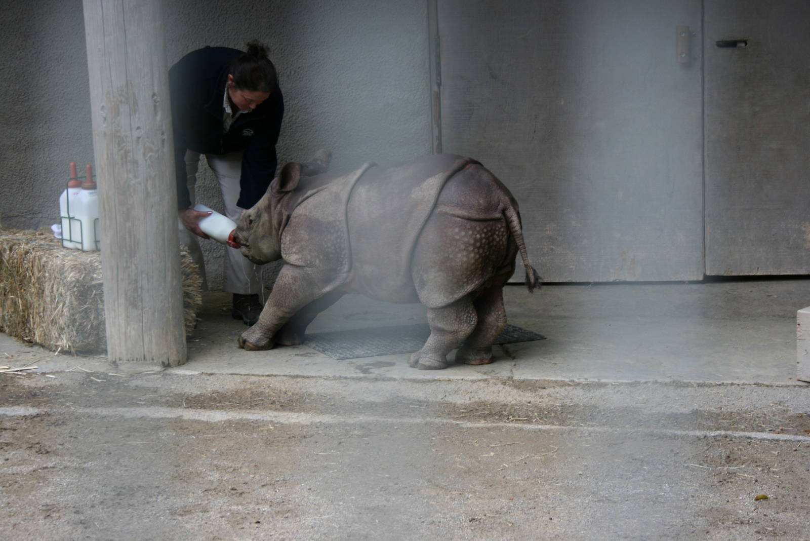 Baby Rhino 2-8-09