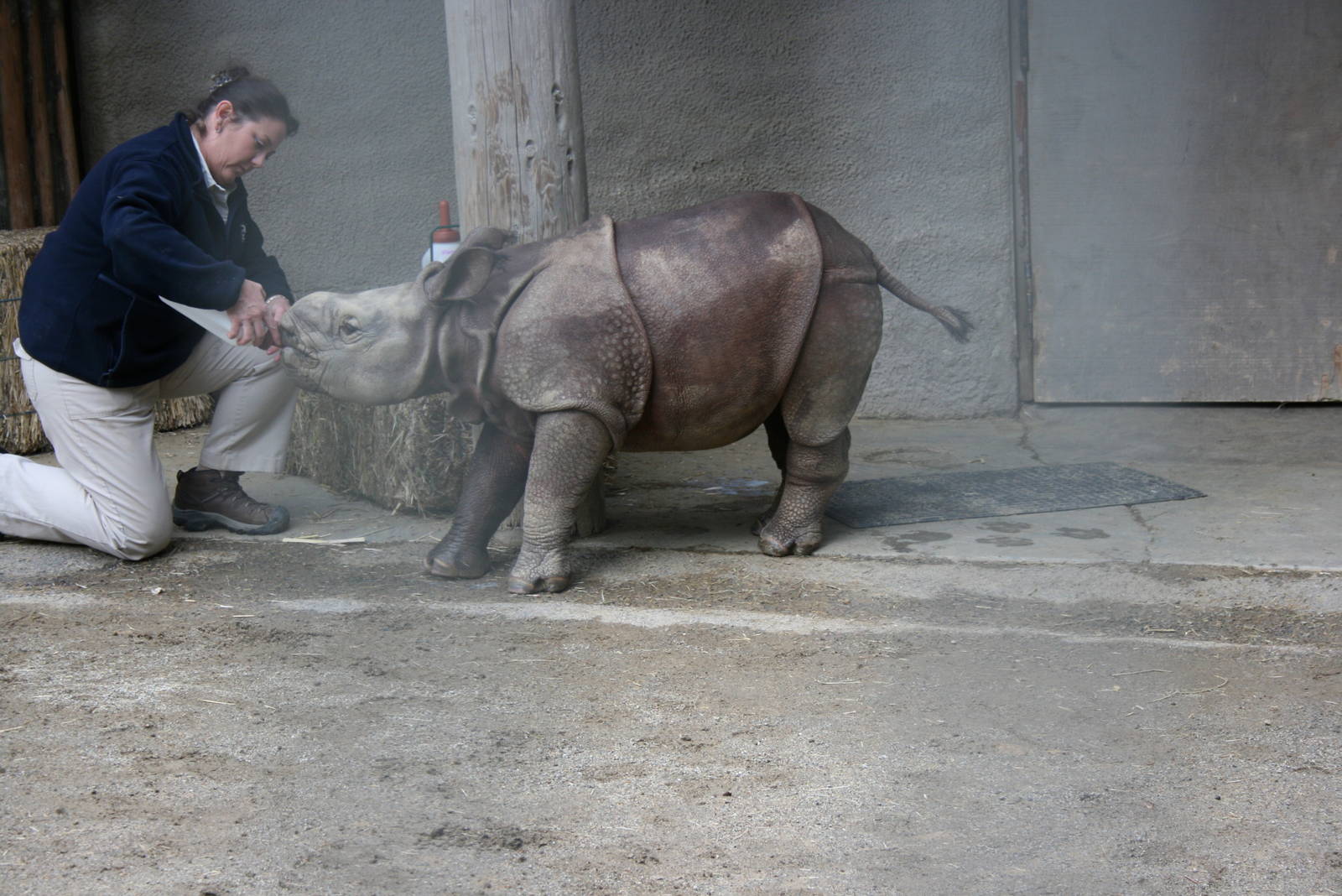Baby Rhino 2-8-09