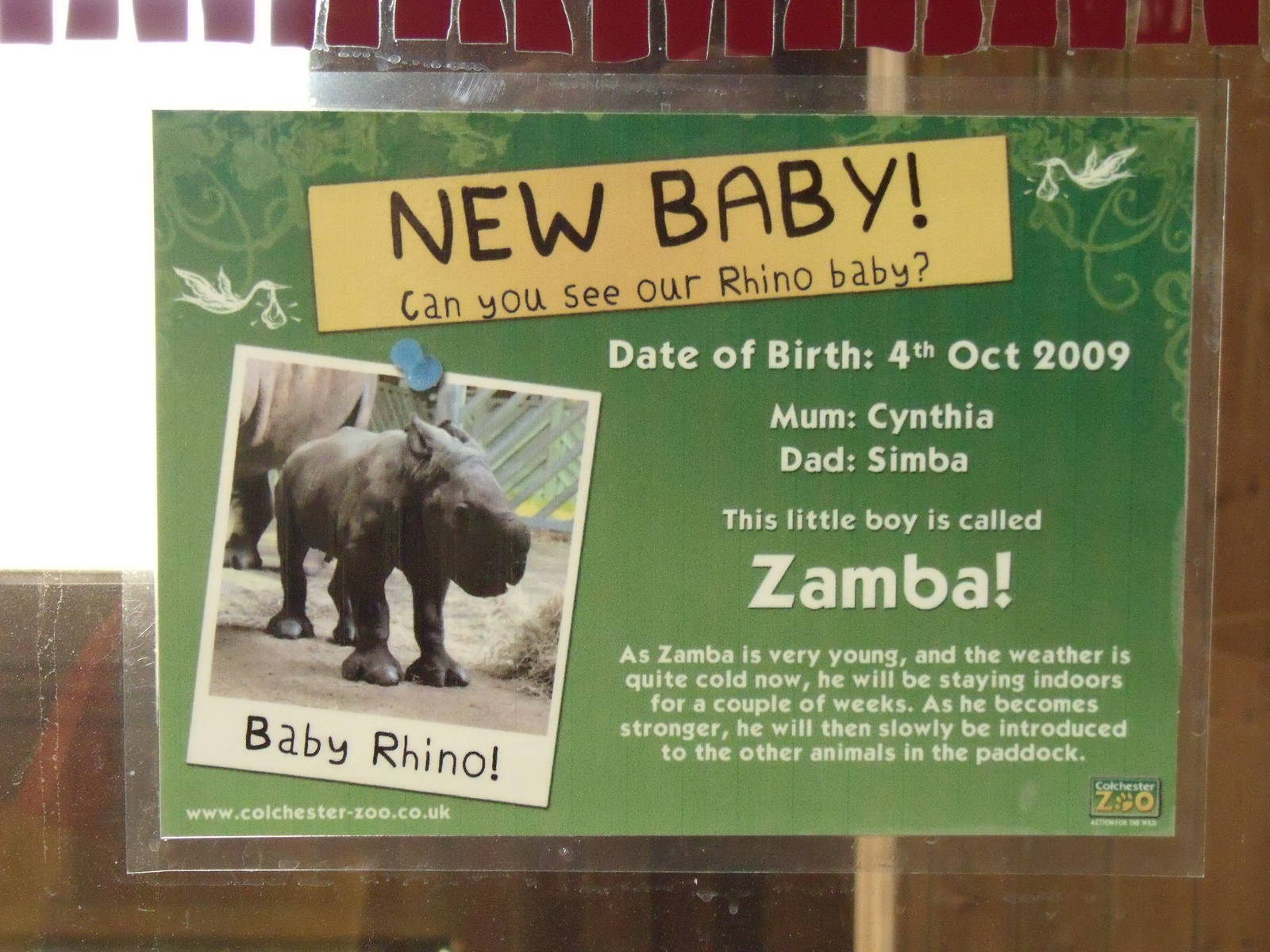 Baby rhino info 13 Oct 2009