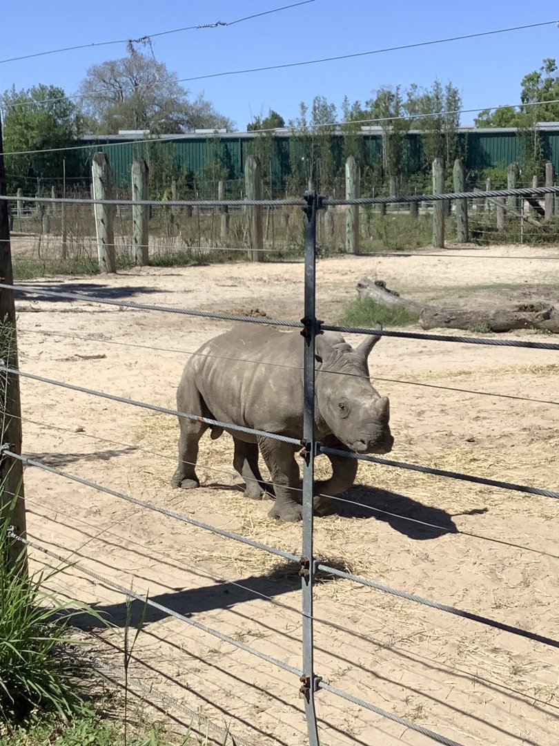 Baby rhino Mkuu 3/20/24
