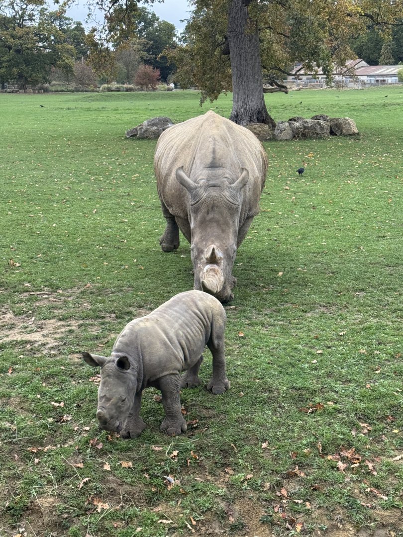 Baby Rhino & Mum