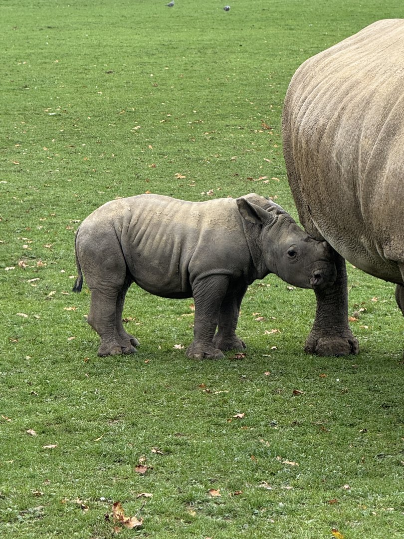 baby Rhino trying to suckle