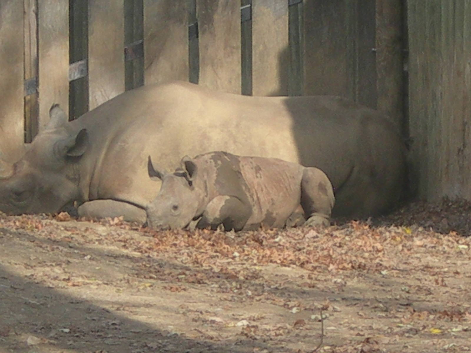 Baby Rhino with Mom