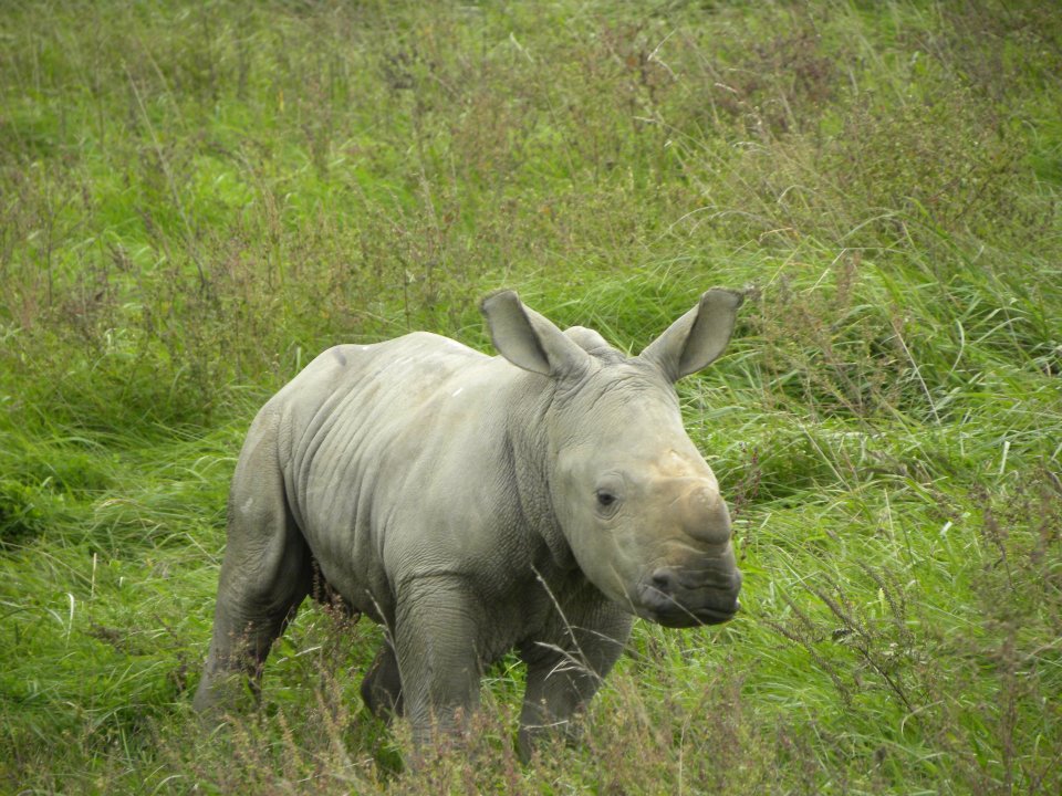 Baby rhino