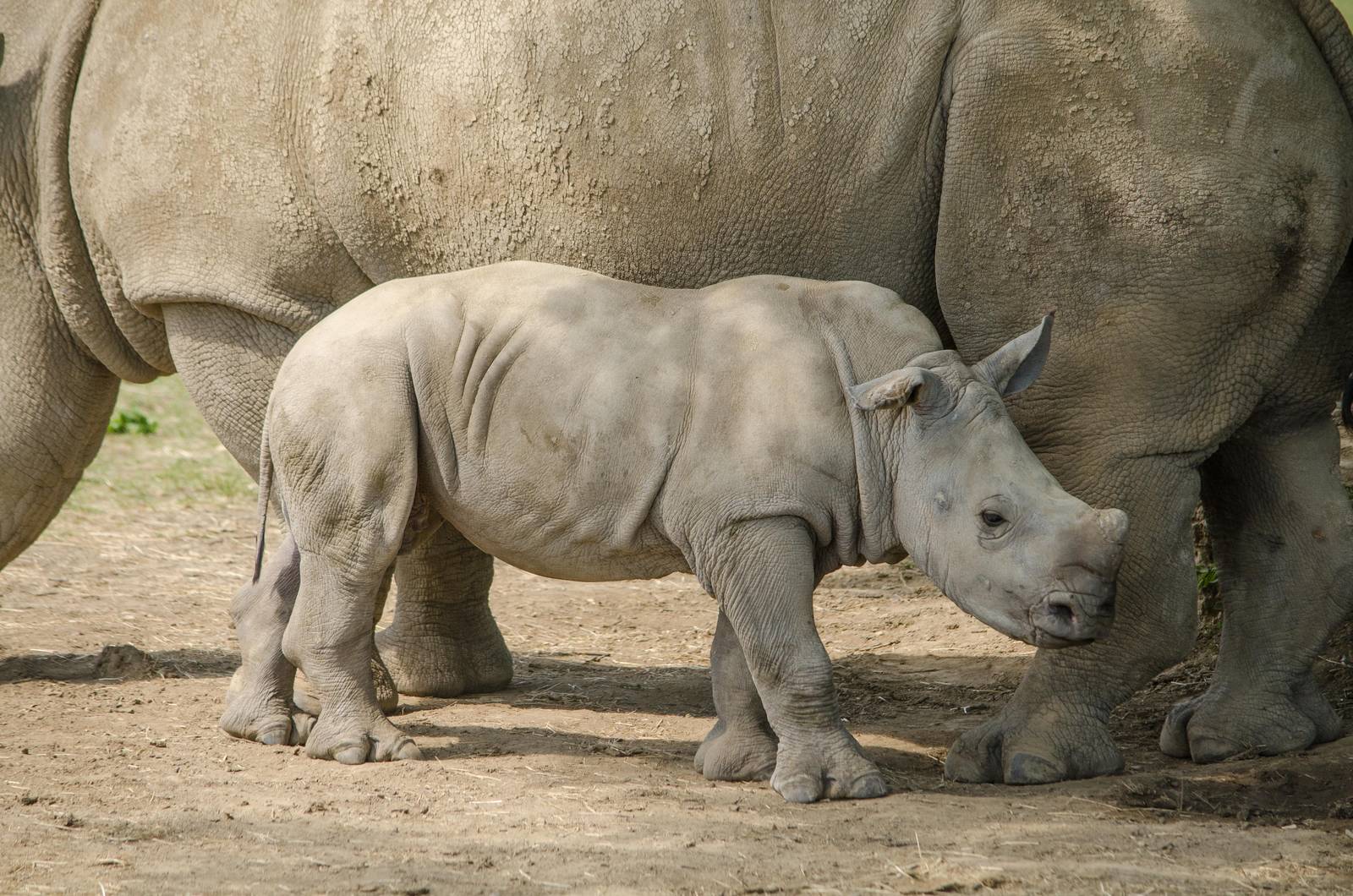 Baby Rhino