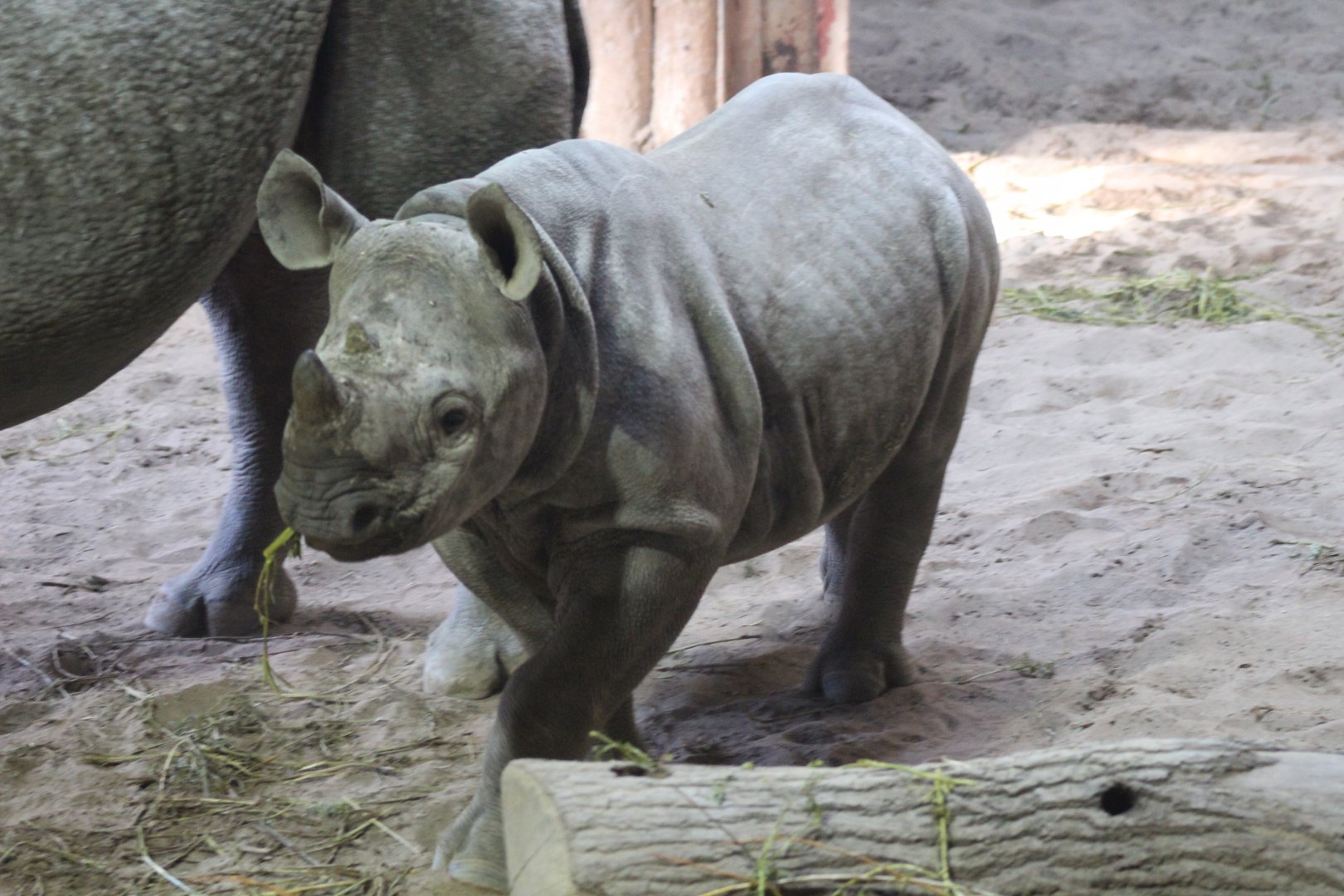 Baby Rhino