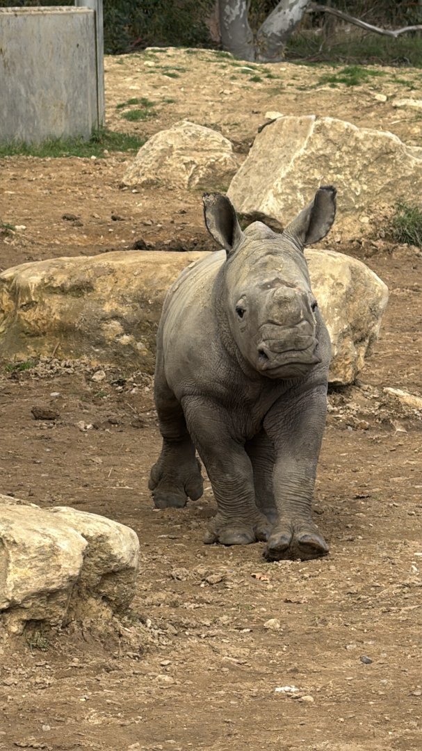 Baby Rhino