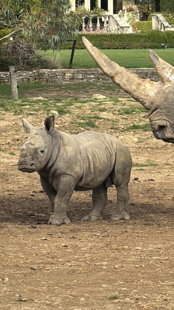Baby Rhino