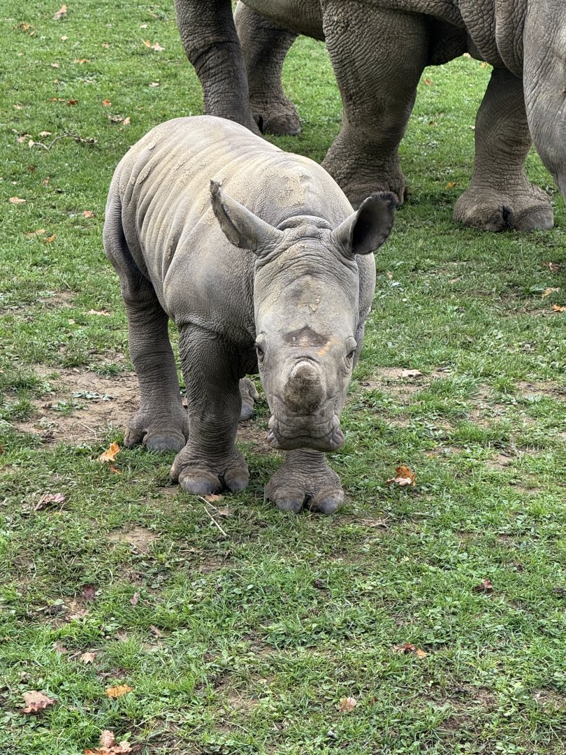 Baby Rhino