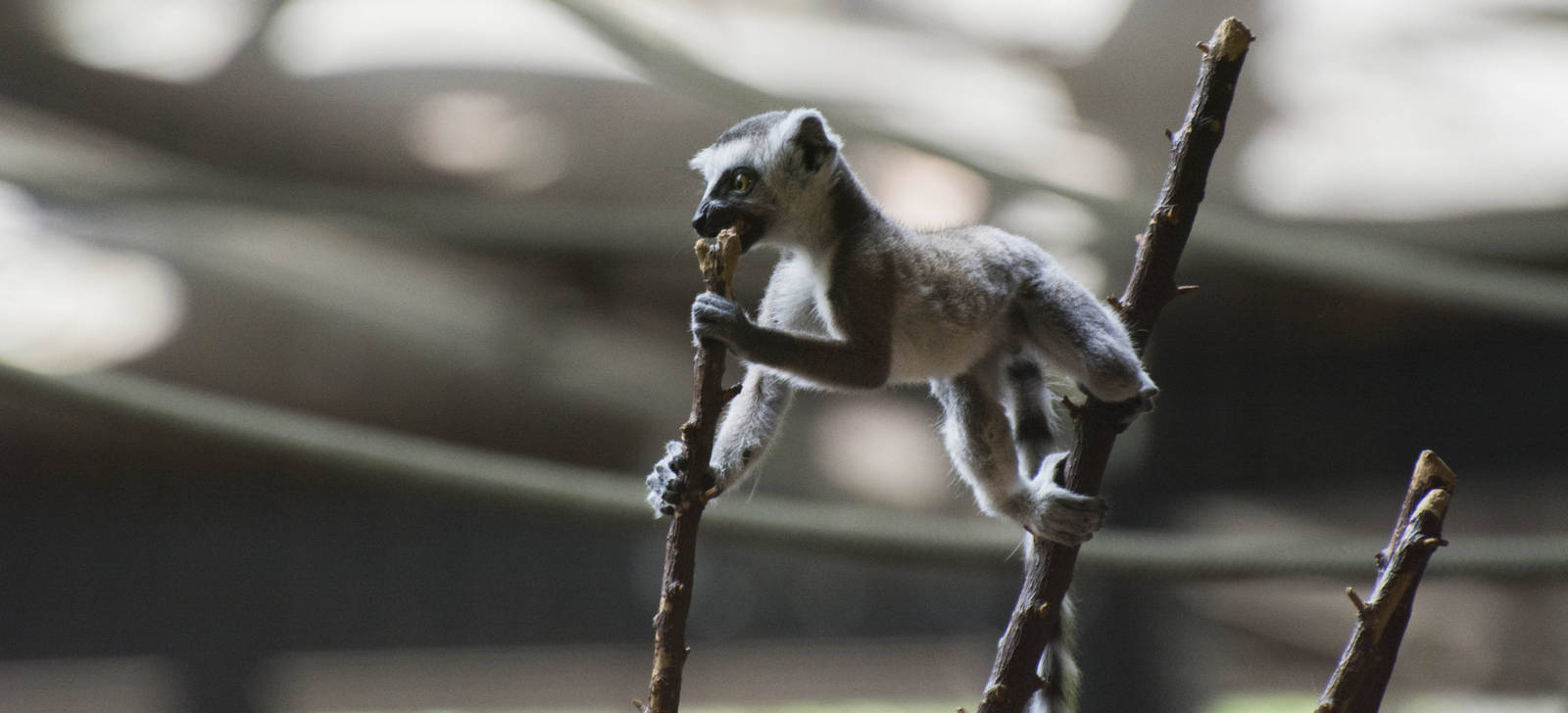 Baby Ring-Tail Lemur