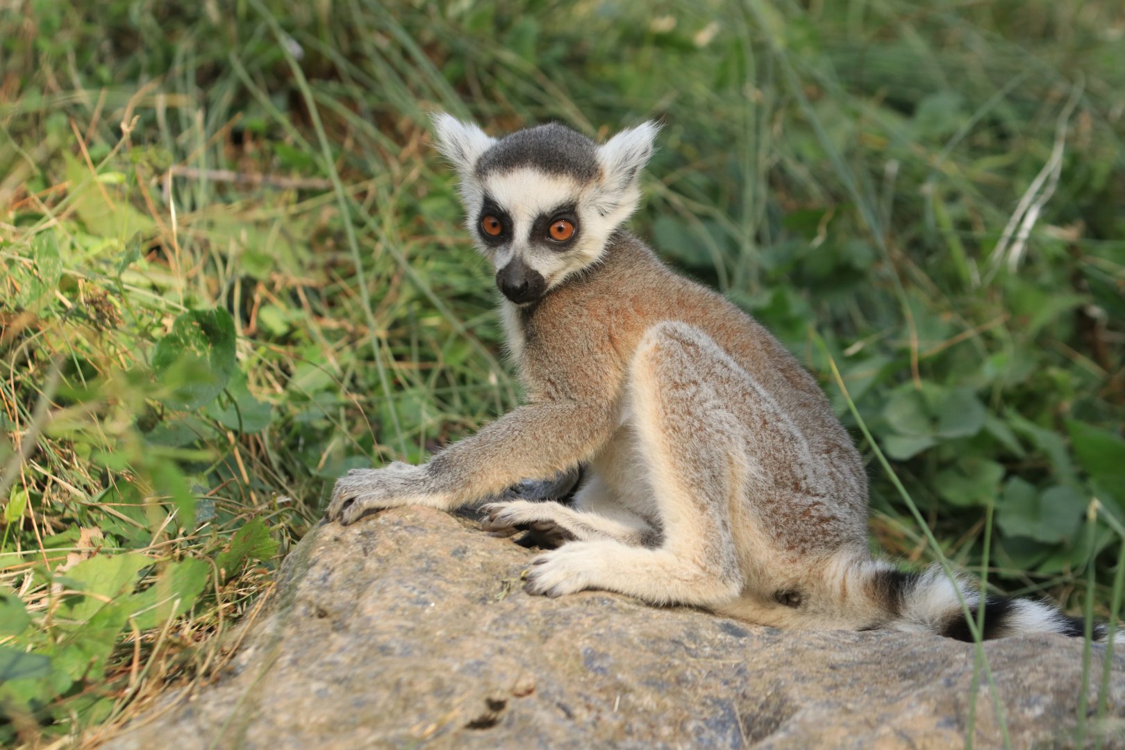 Baby ring-tailed lemur (July 2019)