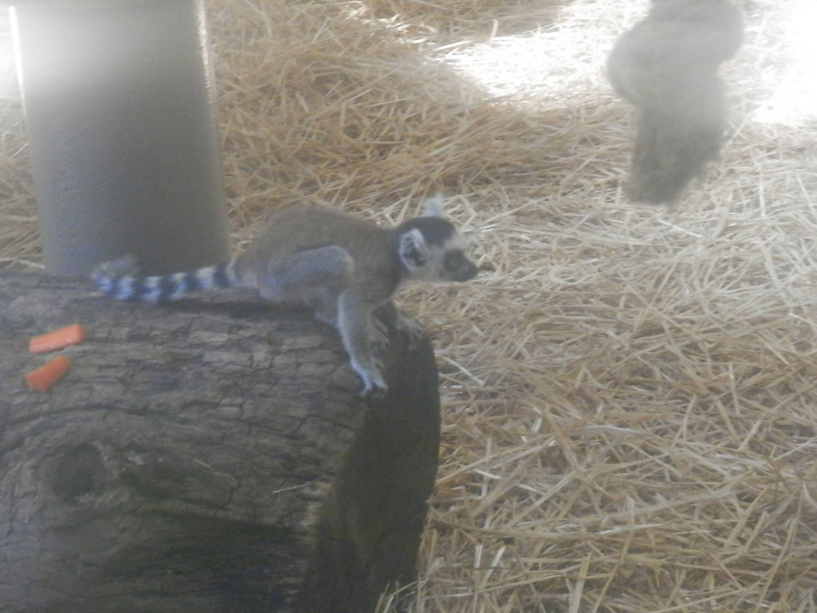 Baby ring-tailed Lemur