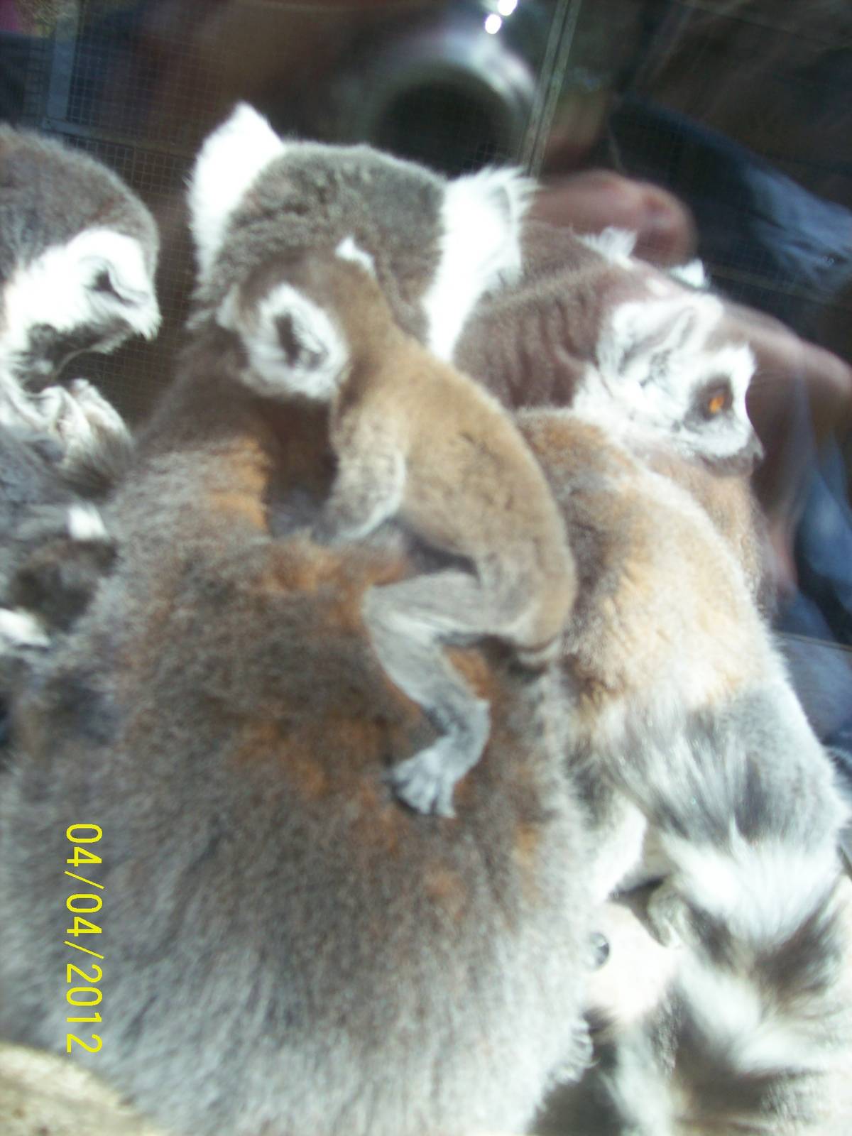 baby ring tailed lemur