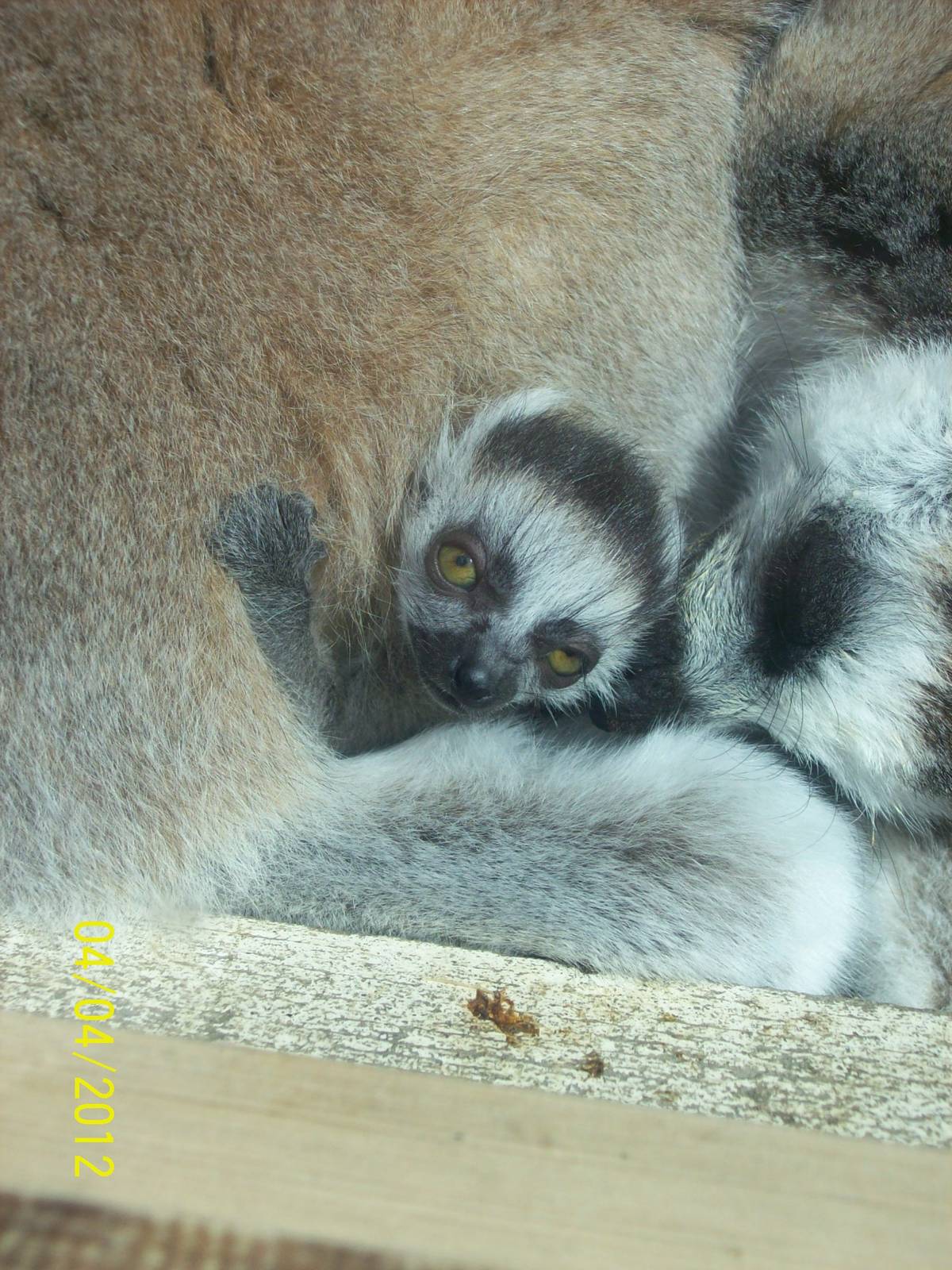 baby ring tailed lemur