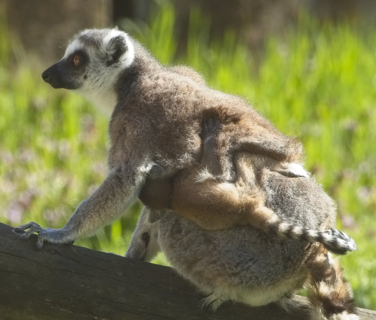 Baby Ring Tailed Lemur.