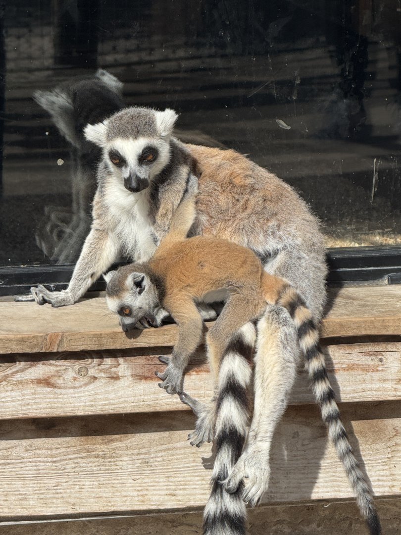 Baby Ring-Tailed Lemur