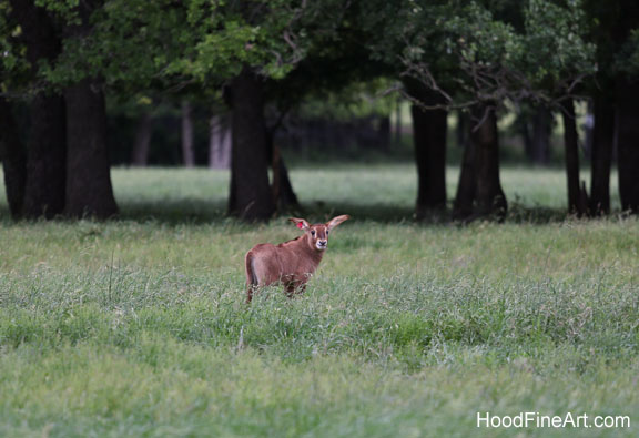 baby roan antelope