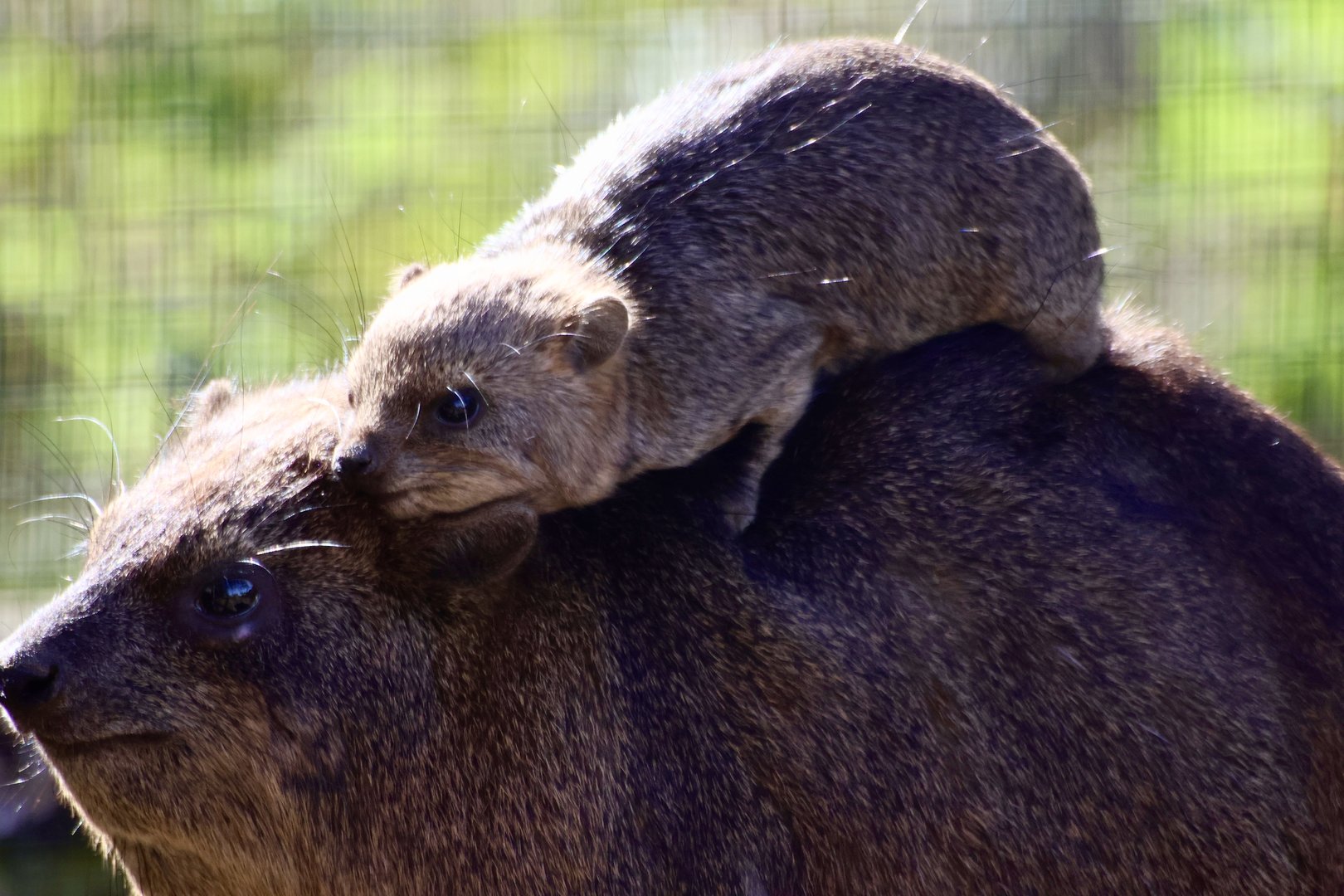 Baby Rock Hyrax, chilling on mum
