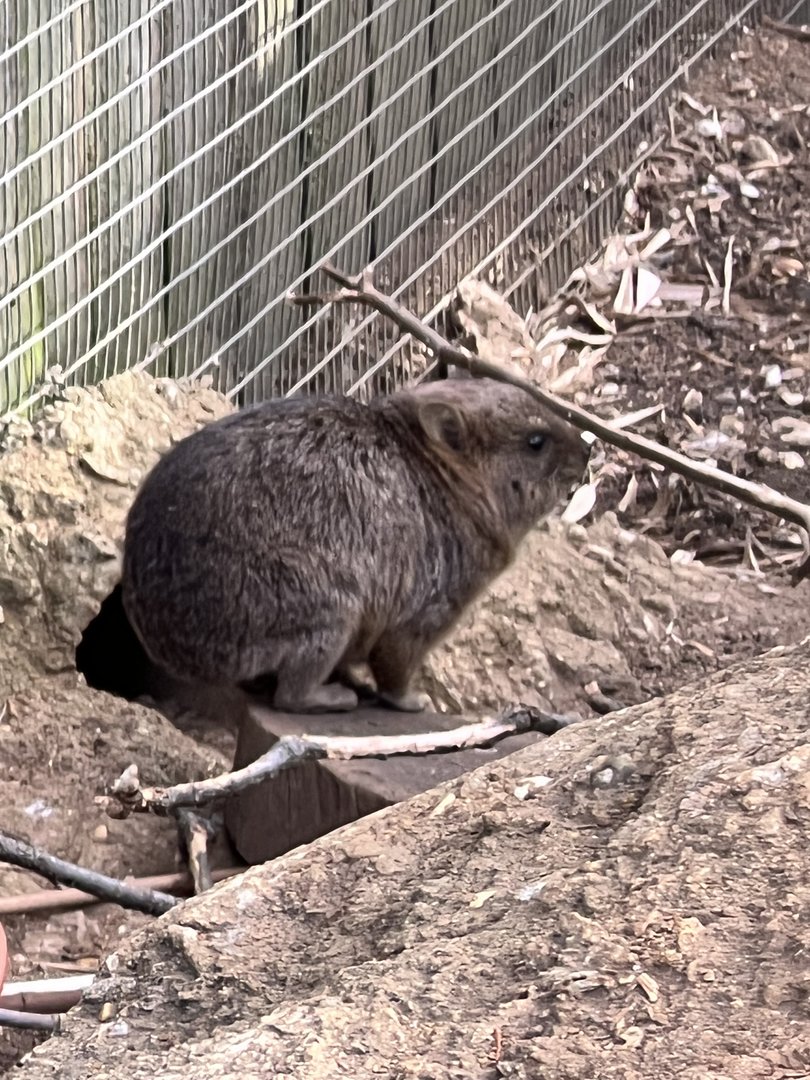 Baby Rock hyrax