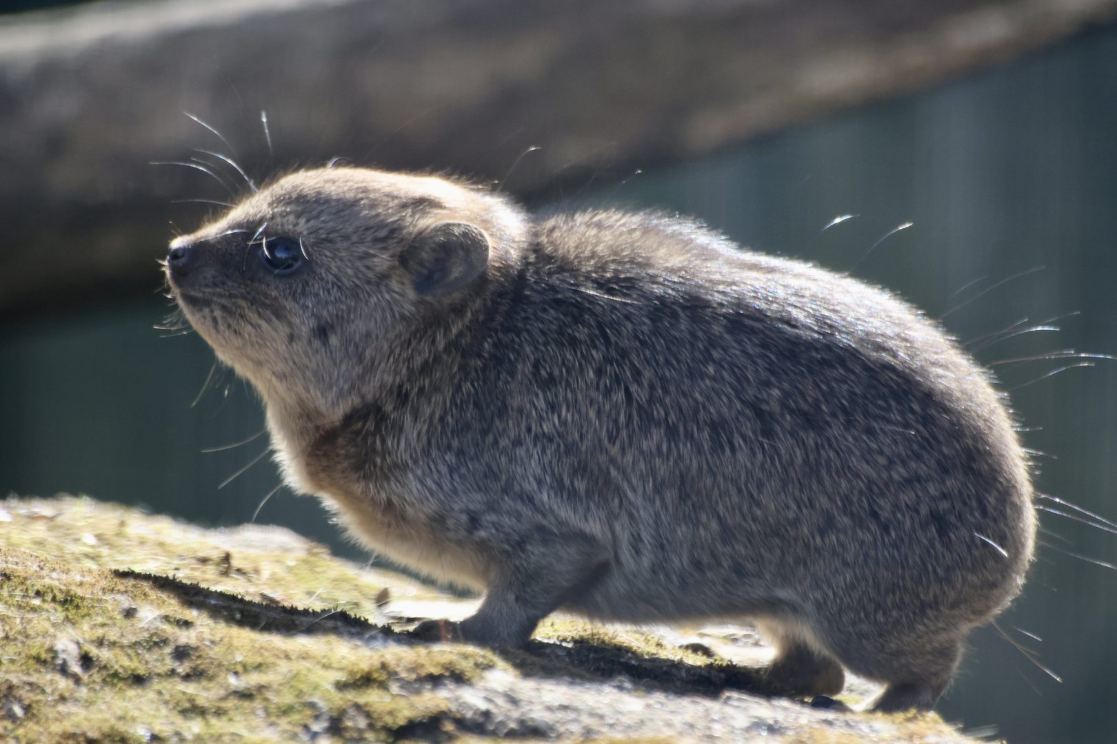 Baby Rock Hyrax