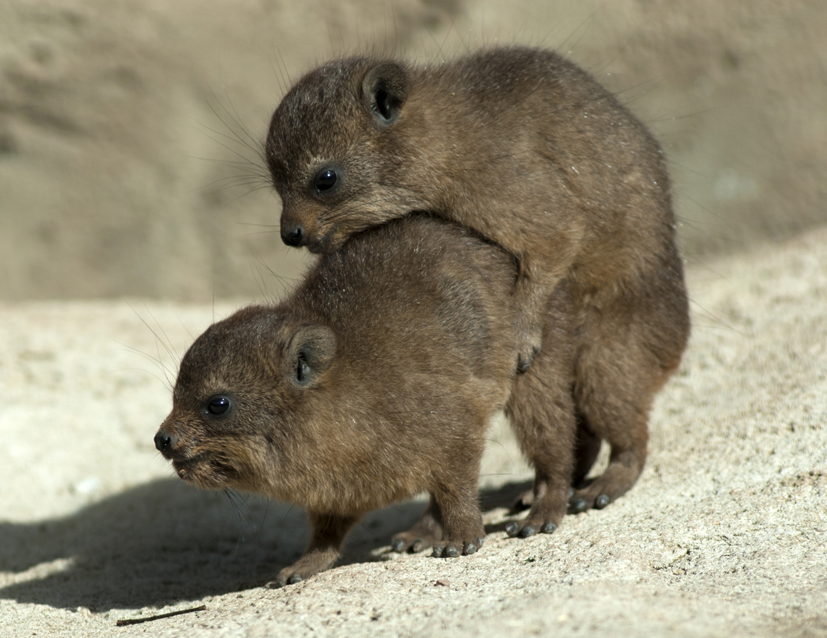 Baby Rock Hyrax's