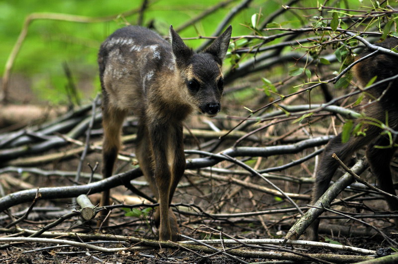 Baby roe deer at Wildpark Schwarze Berge