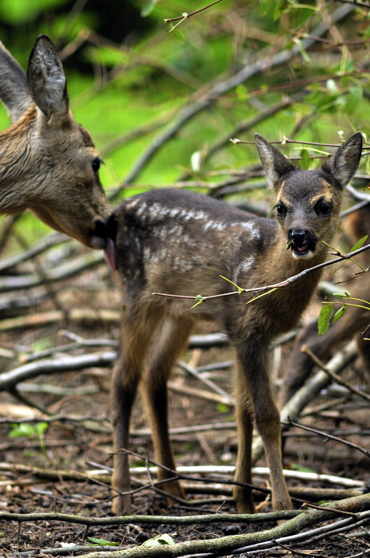 Baby roe deer at Wildpark Schwarze Berge