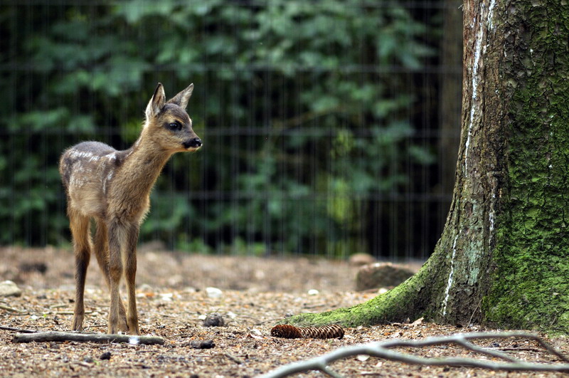 Baby roe deer at Wildpark Schwarze Berge