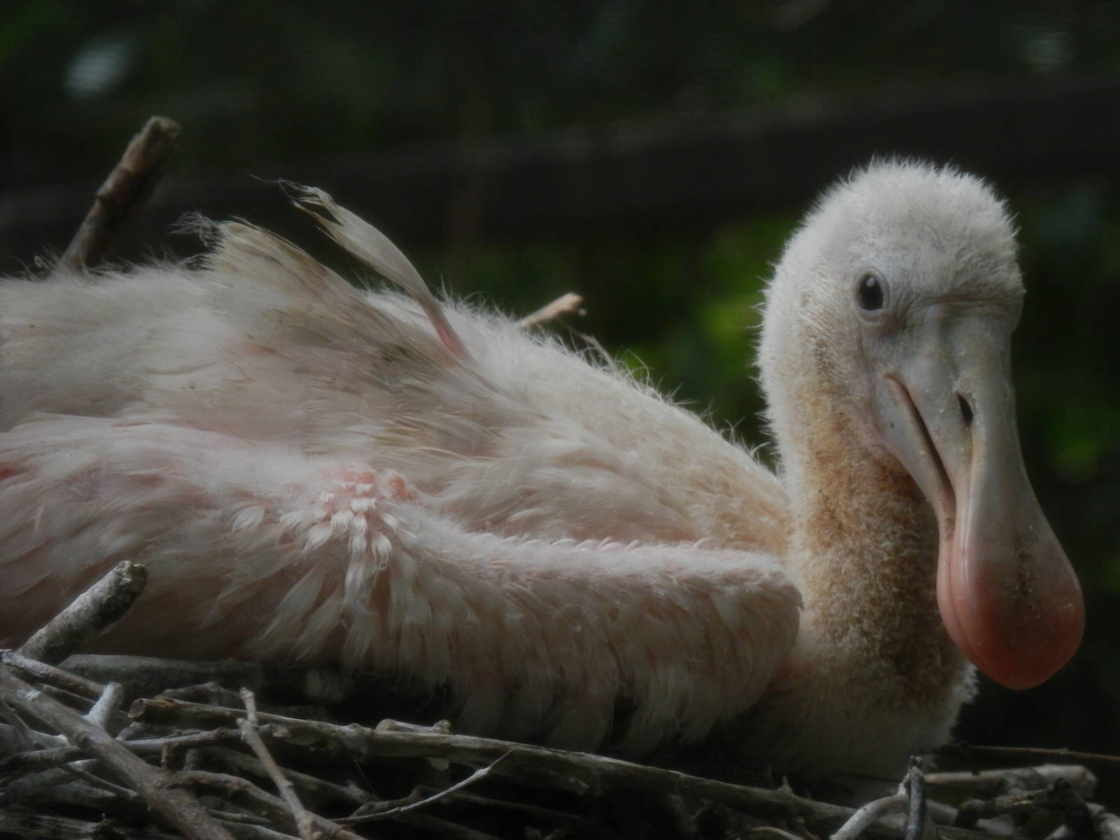 Baby Roseate Spoonbill