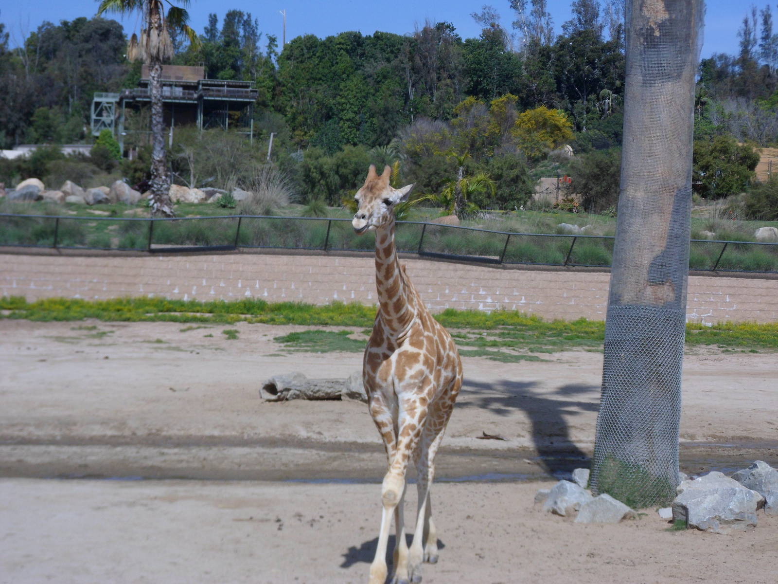 Baby Rothschild Giraffe