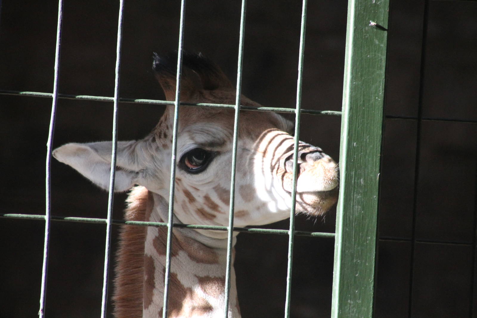 baby Rothschild's Giraffe