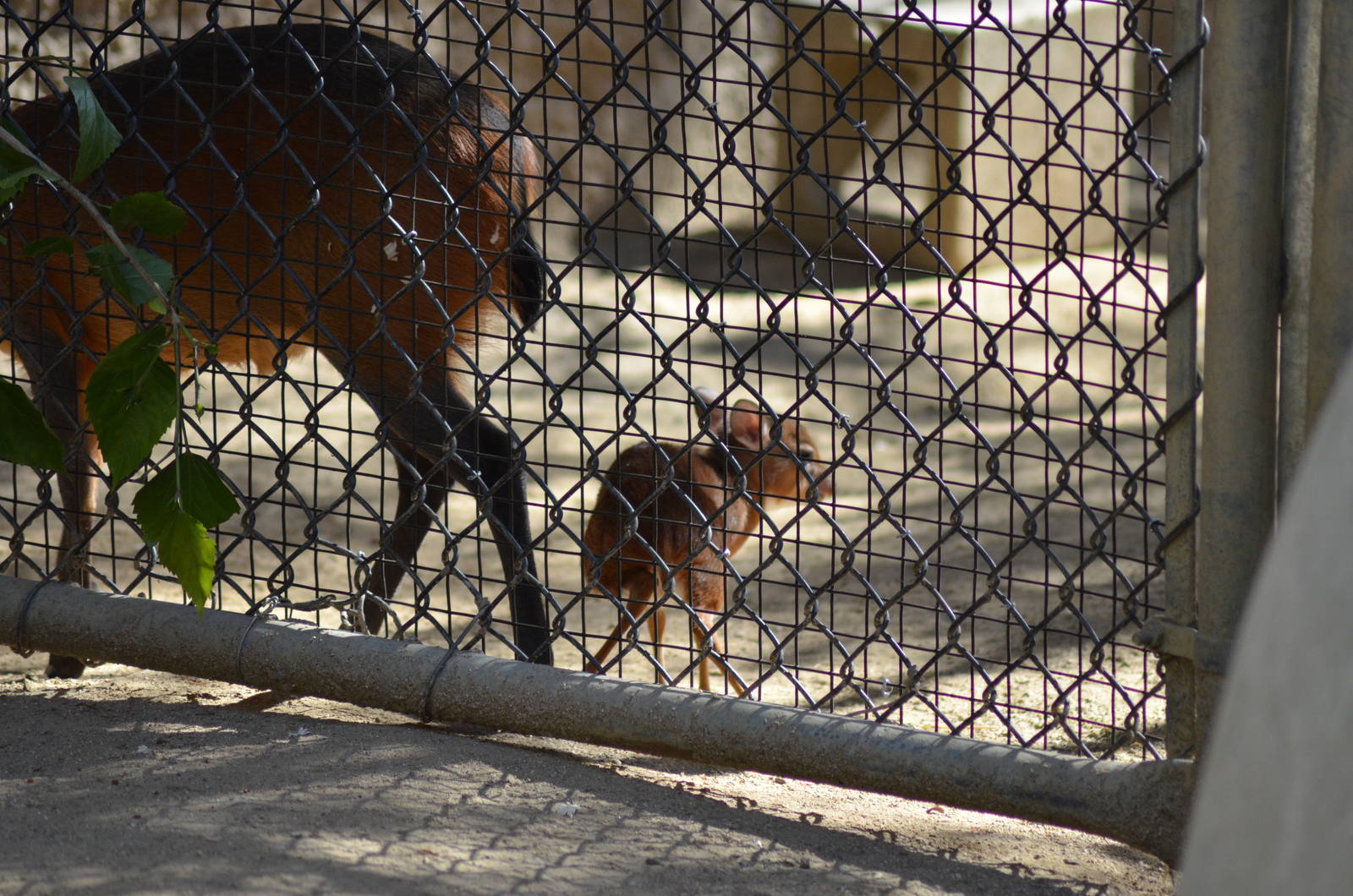 Baby Royal Antelope and Red-flanked Duiker