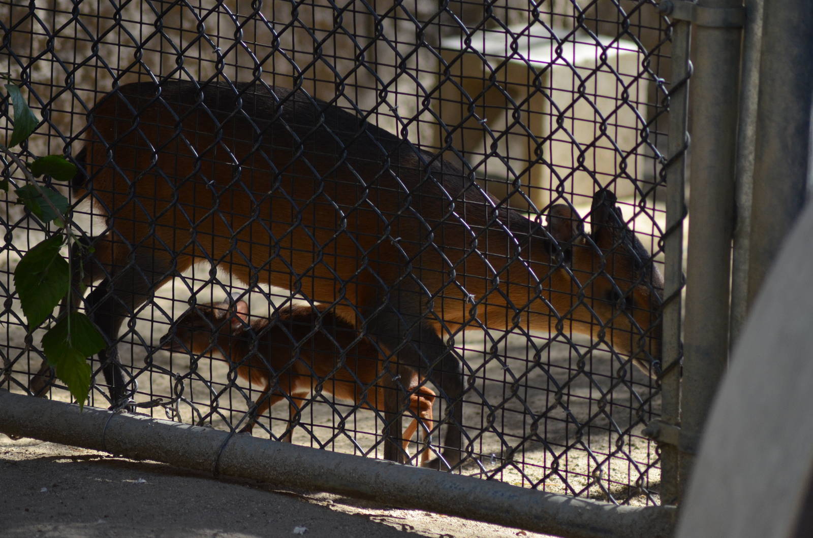 Baby Royal Antelope and Red-flanked Duiker
