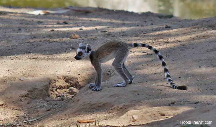 baby rt lemur