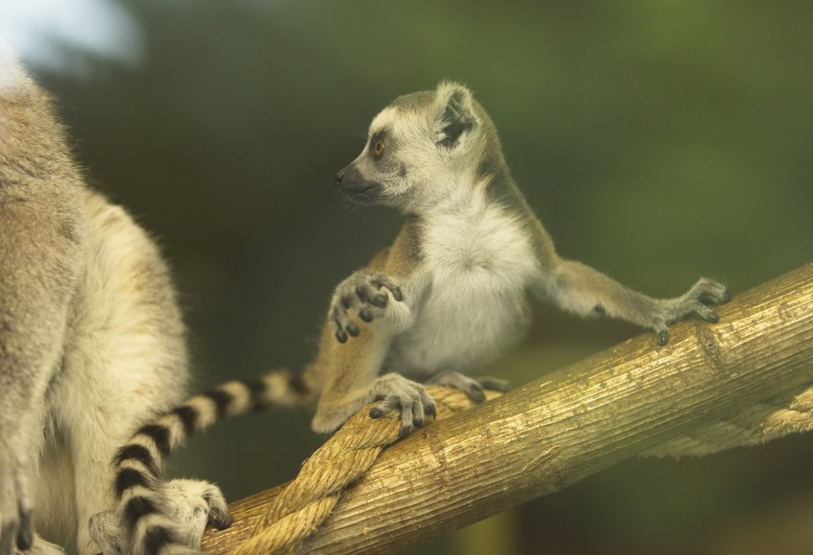 Baby RT lemur