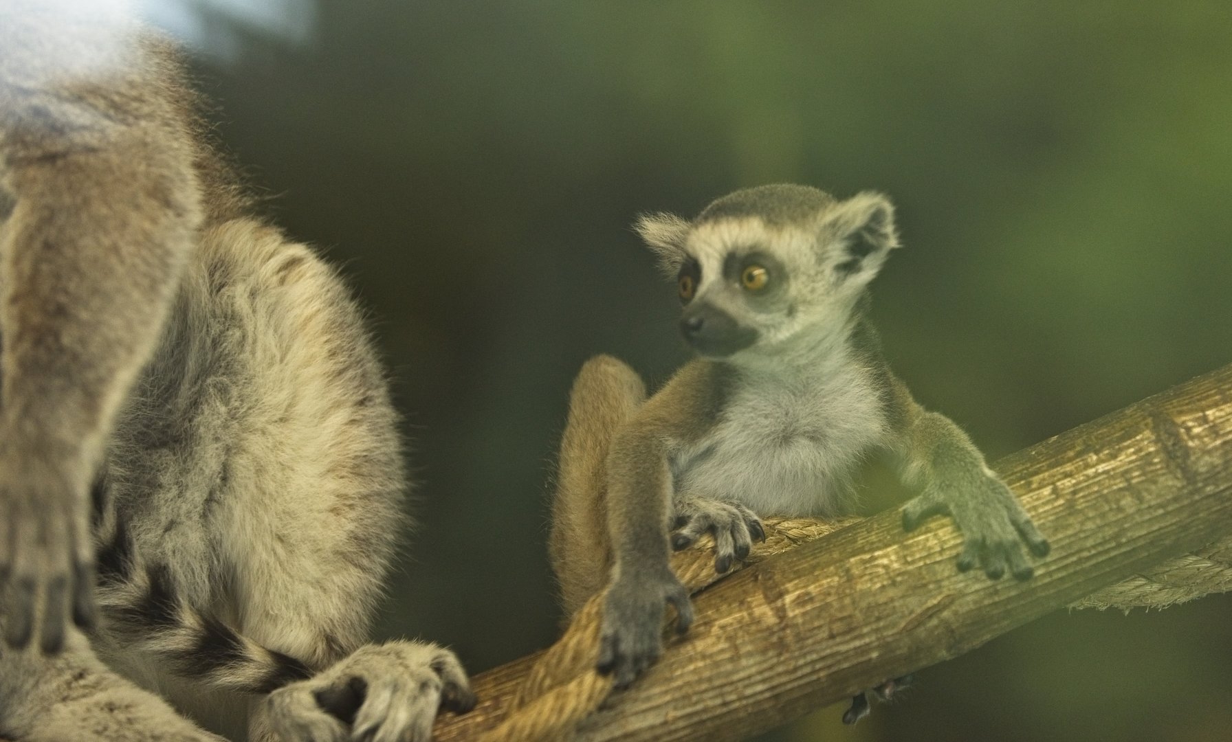 Baby RT lemur